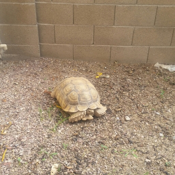 🎍Happy 2024 year of the 🪵 dragon 🎋🎍🎉 - Picture 4 of 17